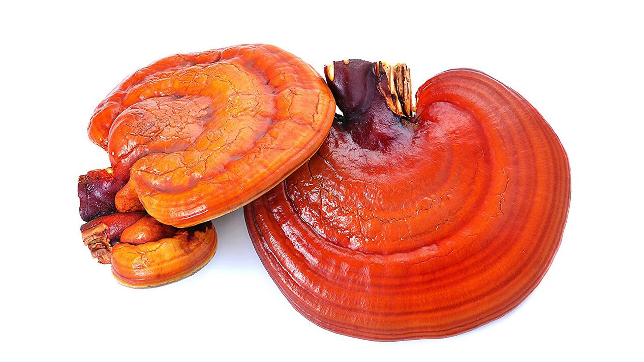 Extrato de cogumelo reishi